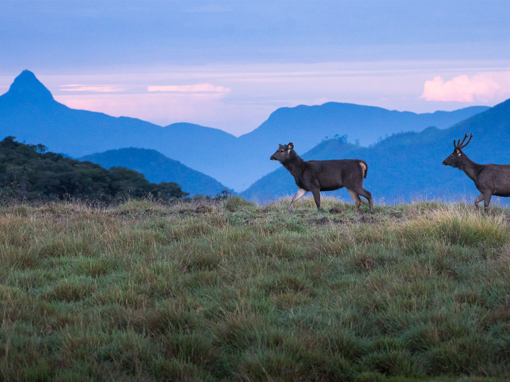 best-things-to-do-in-horton-plains-01